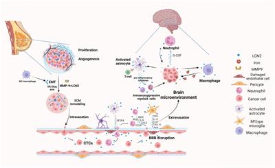 Lipocalin-2 promotes breast cancer brain metastasis by enhancing tumor invasion and modulating brain microenvironment